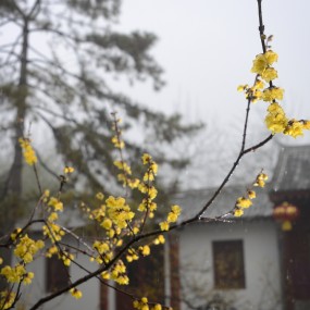 雪应荐福