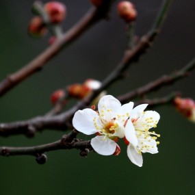 一组梅花叫暗香