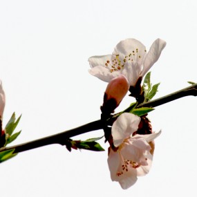 桃花（续）
