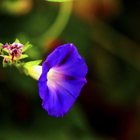 随拍牵牛花