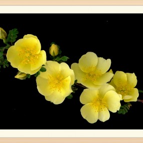 黄色蔷薇花