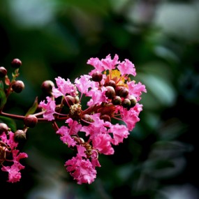 紫薇花（续）