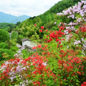 岭上开遍映山红