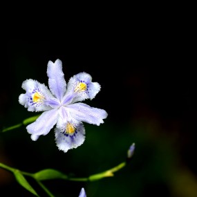 鸢尾花