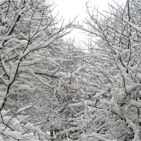 雪