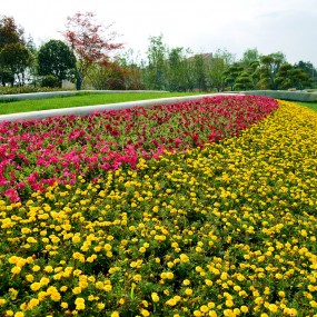 路边花景(续)