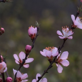 百微拍桃花