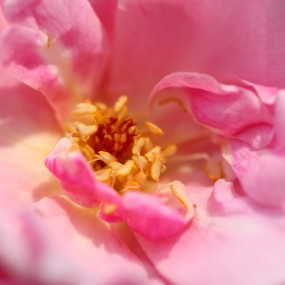 花蕊