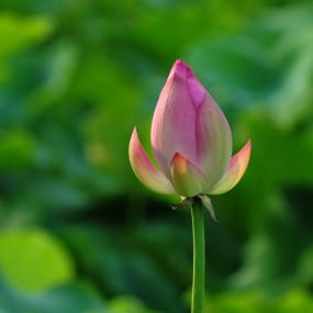 荷花才露尖尖角