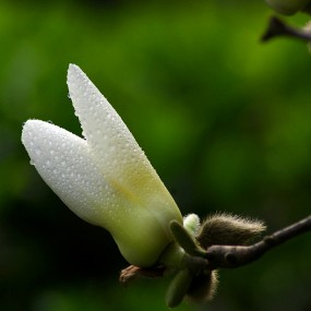 几张花草练习.