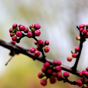 再发一组花花