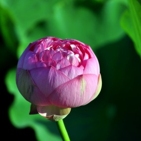 出水芙蓉2