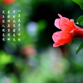 石榴花