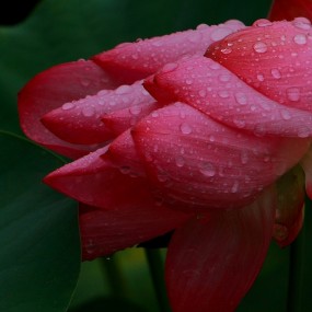 雨荷