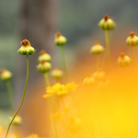 野草花  -1