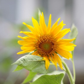小葵花