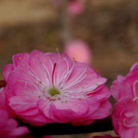 繁花闹春
