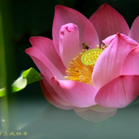 荷塘随拍