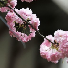 清明时节樱花烂漫