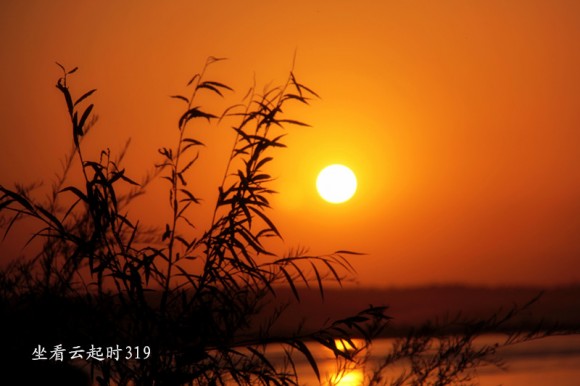 夕阳秋草情