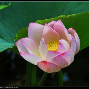 万亩荷花3