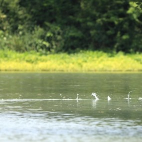 西溪湿地白鹭一组