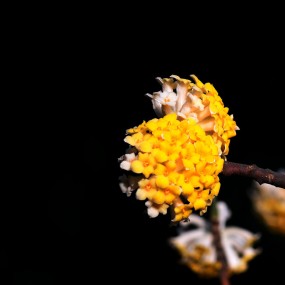 爱情和幸福的象征----结香花