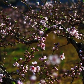 桃花朵朵（2016）