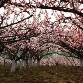乱拍桃花朵朵开