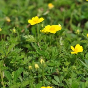 春满四月摄影习作之三------秦岭子午峪-五道梁-小五台随拍