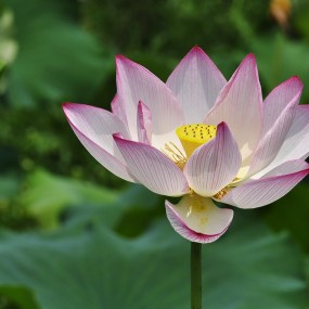 藕花欣赏