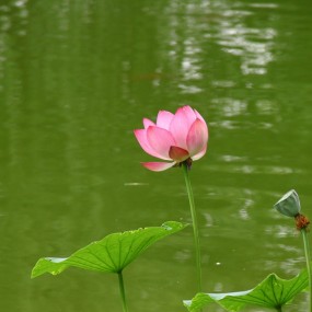 荷