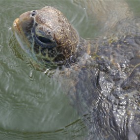 养殖海龟--【航海王基德】