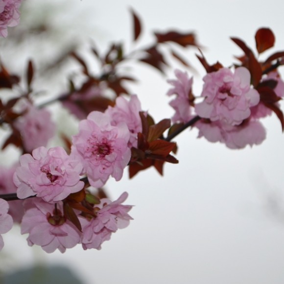 春之萌芽