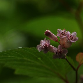 山花