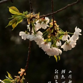 青龙寺樱花