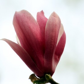 紫色玉兰花