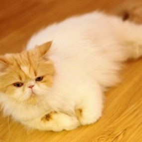 在云端的猫咪