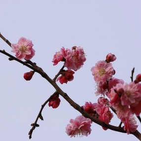 习拍梅花