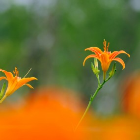 黄花红了