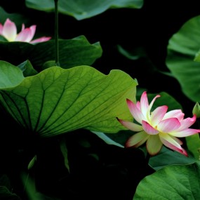 荷花（续）