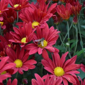 鲜花