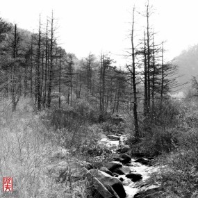 穿越秦岭草甸