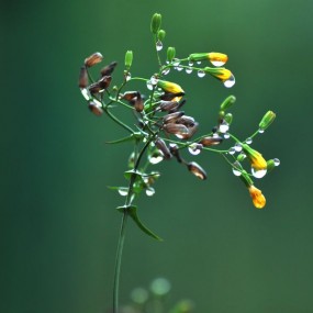 水珠与小草三