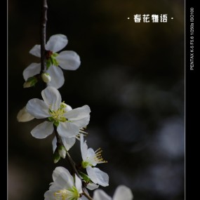 春化物语