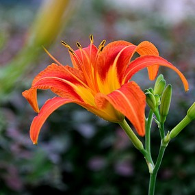 路边一组草花。2012.6.4