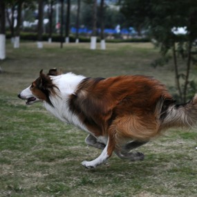 勇猛的苏格兰牧羊犬－－波比