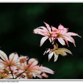 叶非叶-花非花