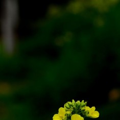 盛开的油菜花