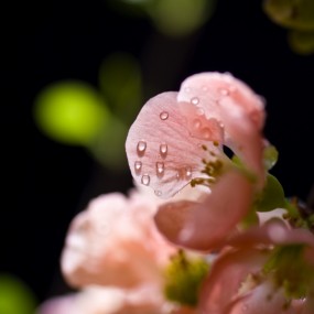 自家海棠花开时